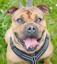 Edda – Bulldoggen-Mix, Weibchen, 4 Monate, 13057 Berlin – Foto 5