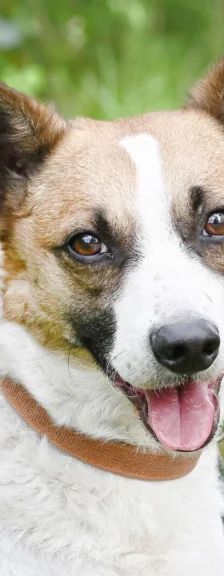 Rex – Jack Russell Mix, Männchen, 4 Jahre 3 Monate, 13057 Berlin – Foto 1