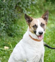 Rex – Jack Russell Mix, Männchen, 4 Jahre 3 Monate, 13057 Berlin – Foto 2