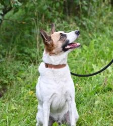 Rex – Jack Russell Mix, Männchen, 4 Jahre 3 Monate, 13057 Berlin – Foto 3