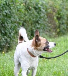 Rex – Jack Russell Mix, Männchen, 4 Jahre 3 Monate, 13057 Berlin – Foto 4