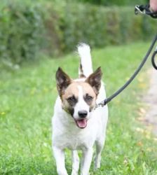 Rex – Jack Russell Mix, Männchen, 4 Jahre 3 Monate, 13057 Berlin – Foto 5