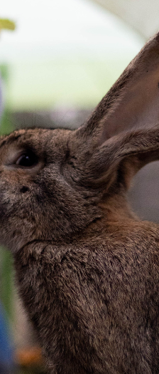 Bilbo – Stallkaninchen, Männchen, Alter unbekannt, 28357 Bremen – Foto 3