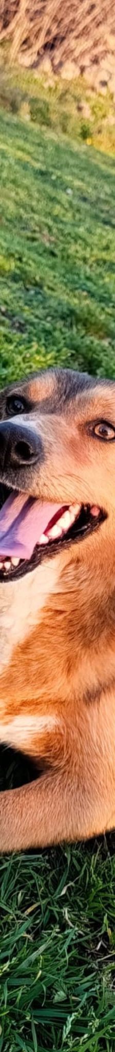 Maffi – Mischling, Weibchen, 12 Monate, Nordic Strays e.V. – Foto 1