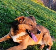 Maffi – Mischling, Weibchen, 12 Monate, Nordic Strays e.V. – Foto 2
