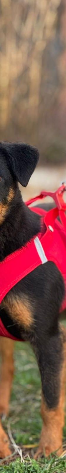 Maffi – Mischling, Weibchen, 12 Monate, Nordic Strays e.V. – Foto 3
