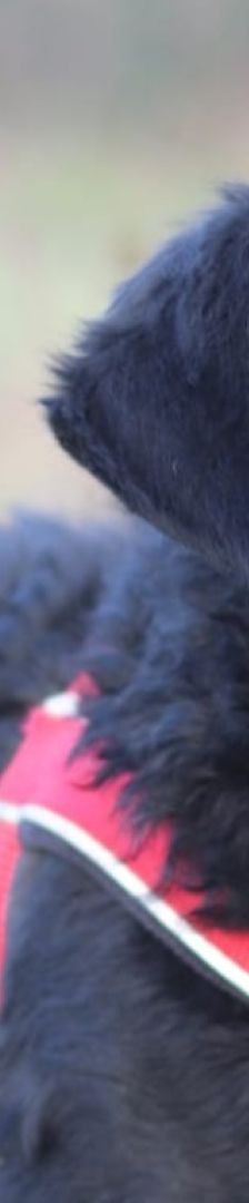 Maffi – Mischling, Weibchen, 12 Monate, Nordic Strays e.V. – Foto 4