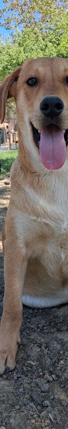 Ray – Mischling, Männchen, Alter unbekannt, Nordic Strays e.V. – Foto 1