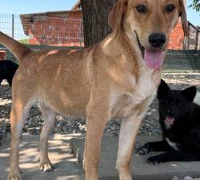 Ray – Mischling, Männchen, Alter unbekannt, Nordic Strays e.V. – Foto 2