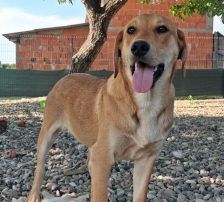 Ray – Mischling, Männchen, Alter unbekannt, Nordic Strays e.V. – Foto 3