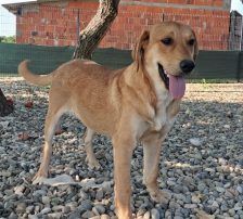 Ray – Mischling, Männchen, Alter unbekannt, Nordic Strays e.V. – Foto 4