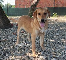 Ray – Mischling, Männchen, Alter unbekannt, Nordic Strays e.V. – Foto 5