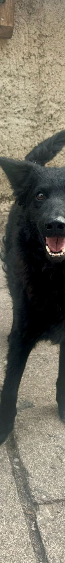 Ray – Mischling, Männchen, Alter unbekannt, Nordic Strays e.V. – Foto 6