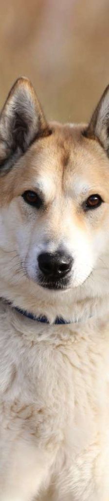 Enrico – Laika, Männchen, 7 Jahre 8 Monate, 13057 Berlin – Foto 1