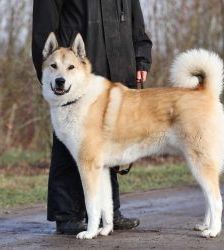 Enrico – Laika, Männchen, 7 Jahre 8 Monate, 13057 Berlin – Foto 2