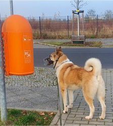 Enrico – Laika, Männchen, 7 Jahre 8 Monate, 13057 Berlin – Foto 3