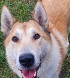 Enrico – Laika, Männchen, 7 Jahre 8 Monate, 13057 Berlin – Foto 4