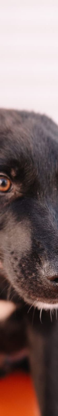 Pea – Kangal Mix, Männchen, Alter unbekannt, Nordic Strays e.V. – Foto 2