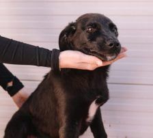 Pea – Kangal Mix, Männchen, Alter unbekannt, Nordic Strays e.V. – Foto 3