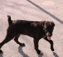 Pea – Kangal Mix, Männchen, Alter unbekannt, Nordic Strays e.V. – Foto 4