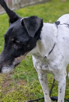 Oskar – Foxterrier, Männchen, 13 Jahre, 97074 Würzburg – Foto 1