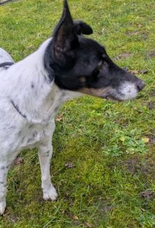 Oskar – Foxterrier, Männchen, 13 Jahre, 97074 Würzburg – Foto 3