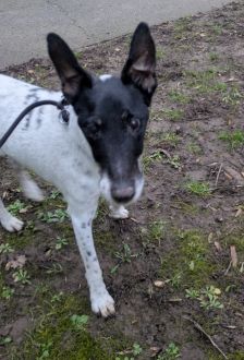 Oskar – Foxterrier, Männchen, 13 Jahre, 97074 Würzburg – Foto 5