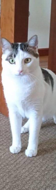 Hardy – Europäisch Kurzhaar, Männchen, 3 Jahre, 65520 Bad Camberg – Foto 16