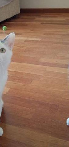 Hardy – Europäisch Kurzhaar, Männchen, 3 Jahre, 65520 Bad Camberg – Foto 20