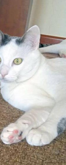 Hardy – Europäisch Kurzhaar, Männchen, 3 Jahre, 65520 Bad Camberg – Foto 21