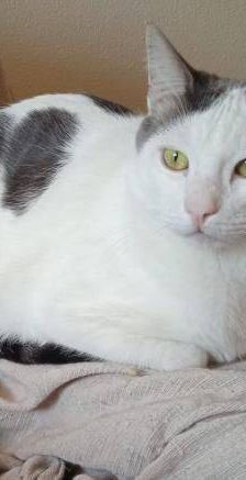 Hardy – Europäisch Kurzhaar, Männchen, 3 Jahre, 65520 Bad Camberg – Foto 22