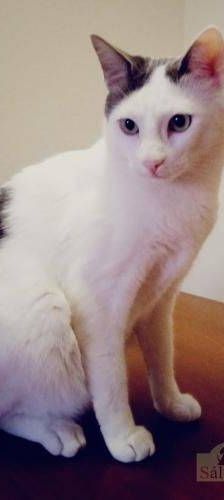 Hardy – Europäisch Kurzhaar, Männchen, 3 Jahre, 65520 Bad Camberg – Foto 25