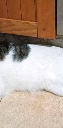 Hardy – Europäisch Kurzhaar, Männchen, 3 Jahre, 65520 Bad Camberg – Foto 26