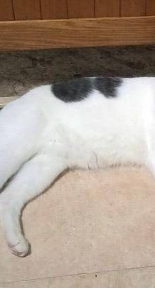 Hardy – Europäisch Kurzhaar, Männchen, 3 Jahre, 65520 Bad Camberg – Foto 4