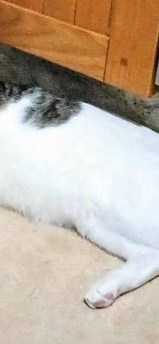 Hardy – Europäisch Kurzhaar, Männchen, 3 Jahre, 65520 Bad Camberg – Foto 8