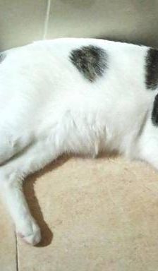 Hardy – Europäisch Kurzhaar, Männchen, 3 Jahre, 65520 Bad Camberg – Foto 9