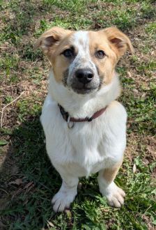 Samantha – Mischling, Weibchen, 7 Monate, 97074 Würzburg – Foto 1