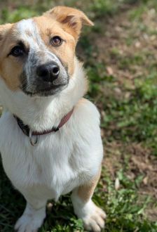 Samantha – Mischling, Weibchen, 7 Monate, 97074 Würzburg – Foto 2