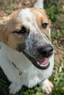 Samantha – Mischling, Weibchen, 7 Monate, 97074 Würzburg – Foto 3