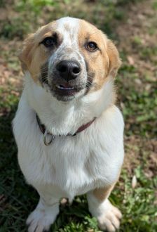 Samantha – Mischling, Weibchen, 7 Monate, 97074 Würzburg – Foto 4