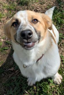 Samantha – Mischling, Weibchen, 7 Monate, 97074 Würzburg – Foto 5