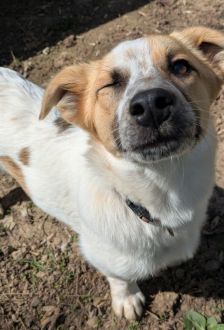 Samantha – Mischling, Weibchen, 7 Monate, 97074 Würzburg – Foto 6