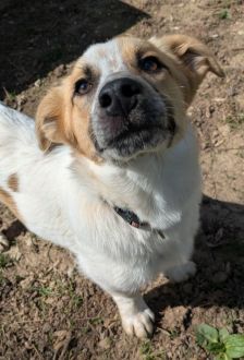 Samantha – Mischling, Weibchen, 7 Monate, 97074 Würzburg – Foto 7