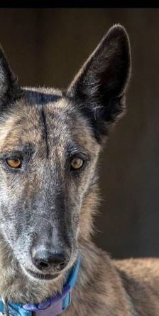 Travis – Galgo Mischling, Männchen, 3 Jahre 1 Monat, 65520 Bad Camberg – Foto 1