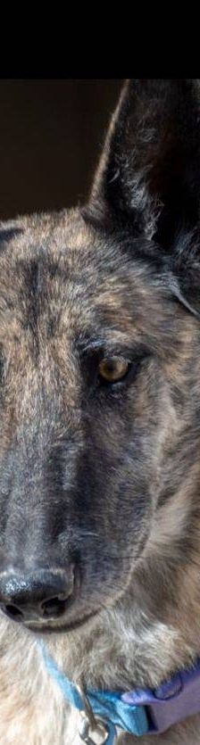 Travis – Galgo Mischling, Männchen, 3 Jahre 1 Monat, 65520 Bad Camberg – Foto 2