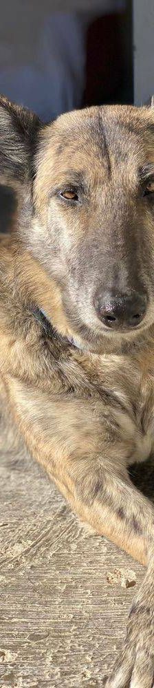 Travis – Galgo Mischling, Männchen, 3 Jahre 1 Monat, 65520 Bad Camberg – Foto 12