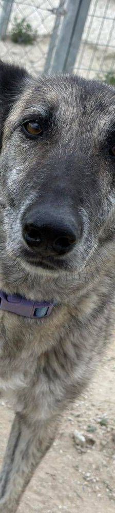 Travis – Galgo Mischling, Männchen, 3 Jahre 1 Monat, 65520 Bad Camberg – Foto 14