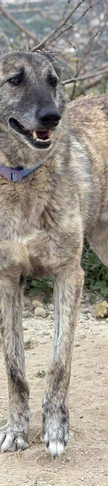 Travis – Galgo Mischling, Männchen, 3 Jahre 1 Monat, 65520 Bad Camberg – Foto 15