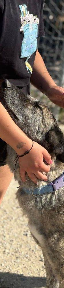 Travis – Galgo Mischling, Männchen, 3 Jahre 1 Monat, 65520 Bad Camberg – Foto 17