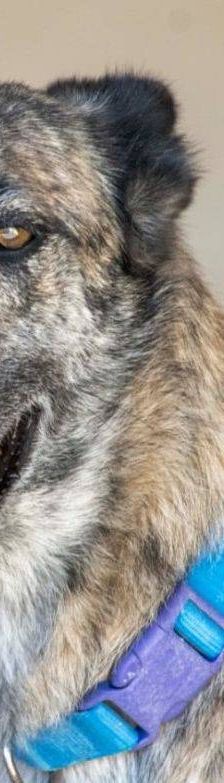 Travis – Galgo Mischling, Männchen, 3 Jahre 1 Monat, 65520 Bad Camberg – Foto 3